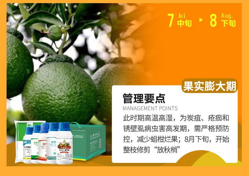 此時(shí)期高溫高濕，為炭疽、瘡癡和銹壁虱病蟲(chóng)害高發(fā)期，需嚴(yán)格預(yù)防控，減少蛆柑爛果;8月下旬，開(kāi)始整枝修剪“放秋梢”