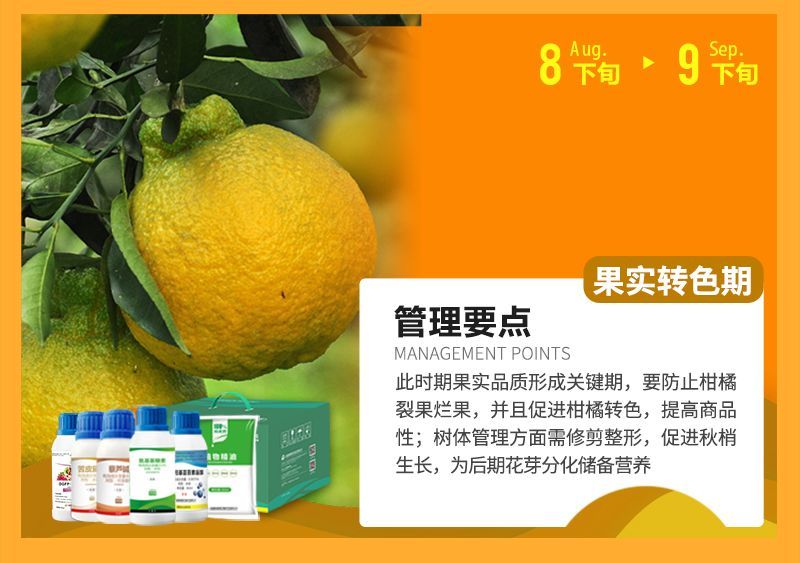 此時(shí)期果實(shí)品質(zhì)形成關(guān)鍵期，要防止柑橘裂果爛果，并且促進(jìn)柑橘轉(zhuǎn)色，提高商品性;樹(shù)體管理方面需修剪整形，促進(jìn)秋梢生長(zhǎng)，為后期花芽分化儲(chǔ)備營(yíng)養(yǎng)
